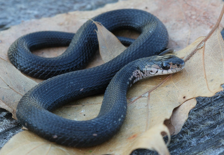 Melanistic Eastern Garter Snake